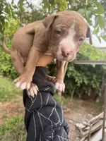 Cinnamon , a male American Pit Bull Terrier for sale in Los Angeles, CA – 1 of 5