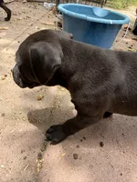 Oreo, a male American Pit Bull Terrier for sale in Los Angeles, CA – 6 of 6