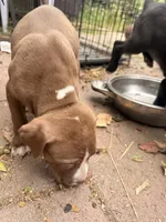 Cinnamon , a male American Pit Bull Terrier for sale in Los Angeles, CA – 5 of 5