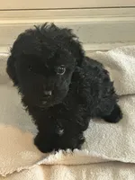 Z-1 SOLD, a male Poodle - Toy  for sale in Sarahsville, OH – 1 of 4