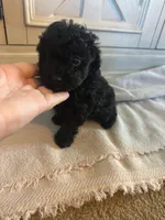 Z-1 SOLD, a male Poodle - Toy  for sale in Sarahsville, OH – 3 of 4