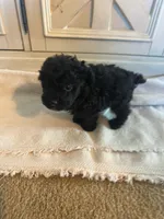 Z-1 SOLD, a male Poodle - Toy  for sale in Sarahsville, OH – 2 of 4
