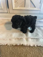 Z-1 SOLD, a male Poodle - Toy  for sale in Sarahsville, OH – 4 of 4