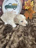 Sutton, a male Miniature Schnauzer for sale in Catoosa, OK – 3 of 5