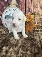 Sienna , a female Miniature Schnauzer for sale in Catoosa, OK – 2 of 5