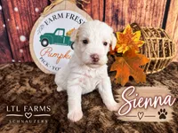 Sienna , a female Miniature Schnauzer for sale in Catoosa, OK – 1 of 5