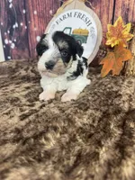Saylor , a female Miniature Schnauzer for sale in Catoosa, OK – 3 of 4