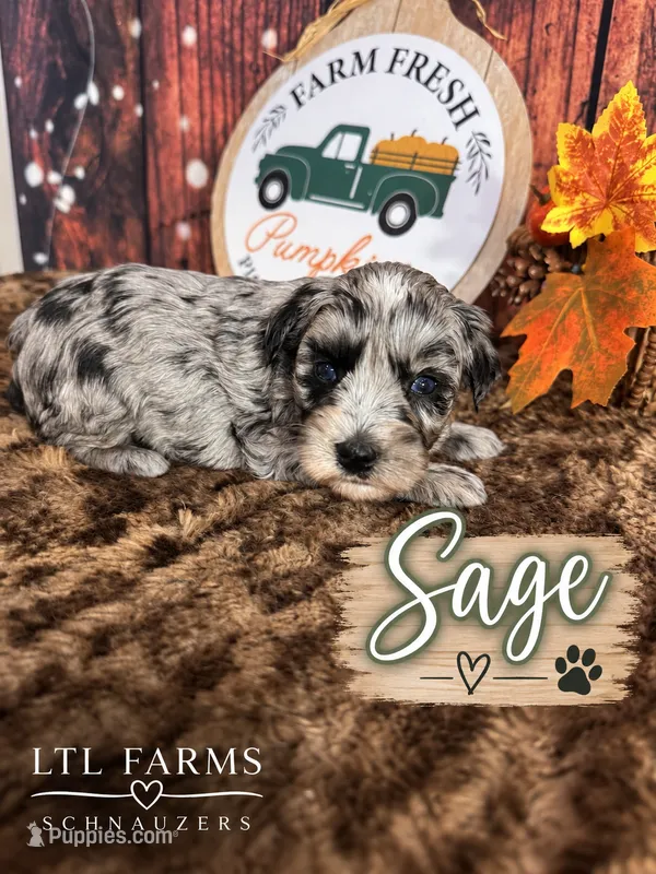 Sage – Miniature Schnauzer puppy for sale in Catoosa, OK
