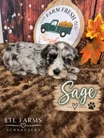 Sage, a female Miniature Schnauzer for sale in Catoosa, OK – 1 of 5
