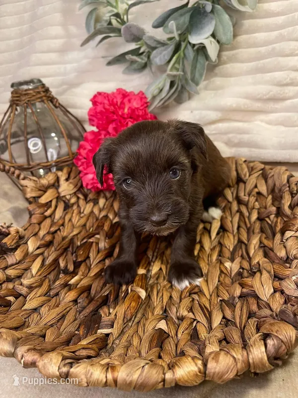 Nala, a female Miniature Schnauzer for sale in Catoosa, OK – Photo 1 of 10