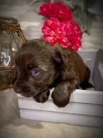 Nala, a female Miniature Schnauzer for sale in Catoosa, OK – Photo 10 of 10