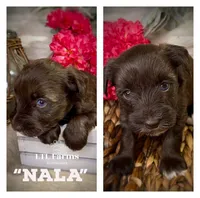 Nala, a female Miniature Schnauzer for sale in Catoosa, OK – Photo 9 of 10