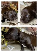 Nala, a female Miniature Schnauzer for sale in Catoosa, OK – Photo 5 of 10