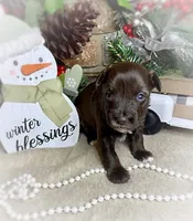 Nala, a female Miniature Schnauzer for sale in Catoosa, OK – Photo 3 of 10