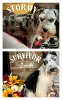 Sutton, a male Miniature Schnauzer for sale in Catoosa, OK – 5 of 5
