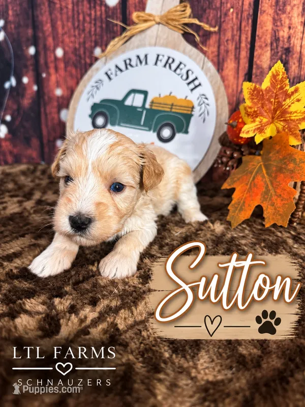 Sutton – Miniature Schnauzer puppy for sale in Catoosa, OK