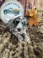 Sage, a female Miniature Schnauzer for sale in Catoosa, OK – 2 of 5