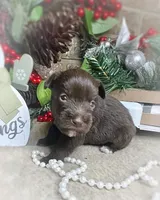 Ariel, a female Miniature Schnauzer for sale in Catoosa, OK – Photo 4 of 10