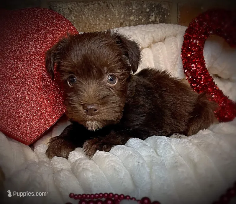 Ariel, a female Miniature Schnauzer for sale in Catoosa, OK – Photo 1 of 10