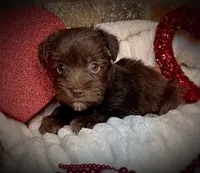 Ariel, a female Miniature Schnauzer for sale in Catoosa, OK – Photo 1 of 10