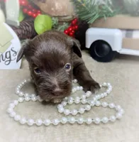 Ariel, a female Miniature Schnauzer for sale in Catoosa, OK – Photo 6 of 10