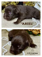 Ariel, a female Miniature Schnauzer for sale in Catoosa, OK – Photo 7 of 10