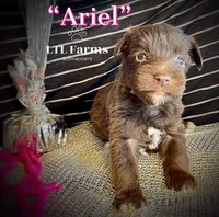 Ariel, a female Miniature Schnauzer for sale in Catoosa, OK – Photo 2 of 10
