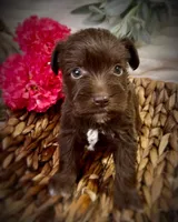 Ariel, a female Miniature Schnauzer for sale in Catoosa, OK – Photo 9 of 10