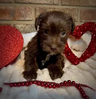 Ariel, a female Miniature Schnauzer for sale in Catoosa, OK – Photo 10 of 10