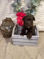 Ariel, a female Miniature Schnauzer for sale in Catoosa, OK – Photo 3 of 10