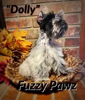 Dolly, a female Miniature Schnauzer for sale in Catoosa, OK – Photo 1 of 2