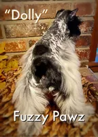 Dolly, a female Miniature Schnauzer for sale in Catoosa, OK – Photo 2 of 2