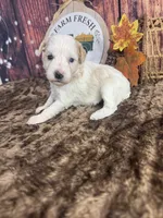 Sadie, a female Miniature Schnauzer for sale in Catoosa, OK – 4 of 5