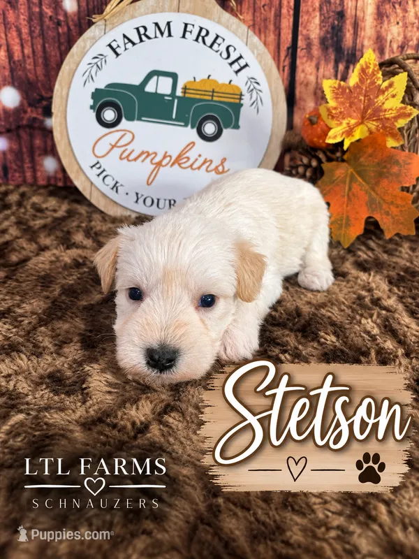 Stetson – Miniature Schnauzer puppy for sale in Catoosa, OK