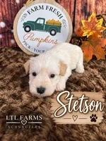 Stetson, a male Miniature Schnauzer for sale in Catoosa, OK – 1 of 5