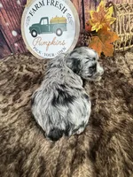 Sage, a female Miniature Schnauzer for sale in Catoosa, OK – 4 of 5