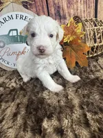 Sienna , a female Miniature Schnauzer for sale in Catoosa, OK – 3 of 5