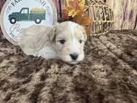Sutton, a male Miniature Schnauzer for sale in Catoosa, OK – 2 of 5