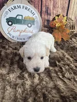 Stetson, a male Miniature Schnauzer for sale in Catoosa, OK – 3 of 5