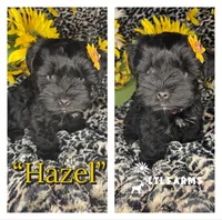 Hazel, a female Miniature Schnauzer for sale in Catoosa, OK – Photo 2 of 3