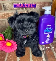 Hazel, a female Miniature Schnauzer for sale in Catoosa, OK – Photo 3 of 3