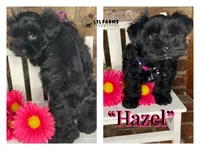 Hazel, a female Miniature Schnauzer for sale in Catoosa, OK – Photo 1 of 3