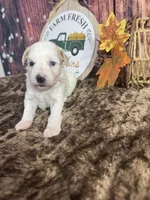 Sadie, a female Miniature Schnauzer for sale in Catoosa, OK – 3 of 5