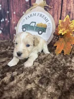 Sutton, a male Miniature Schnauzer for sale in Catoosa, OK – 4 of 5