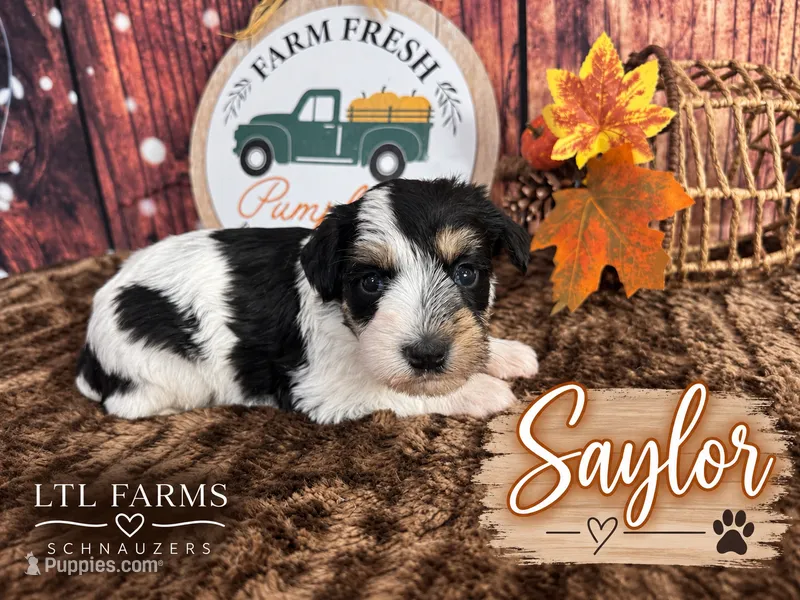 Saylor  – Miniature Schnauzer puppy for sale in Catoosa, OK