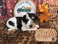 Saylor , a female Miniature Schnauzer for sale in Catoosa, OK – 1 of 4