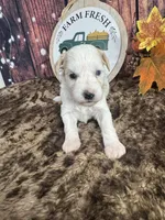 Sadie, a female Miniature Schnauzer for sale in Catoosa, OK – 2 of 5