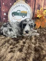 Sage, a female Miniature Schnauzer for sale in Catoosa, OK – 3 of 5