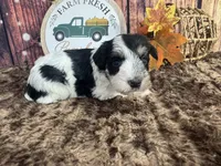Saylor , a female Miniature Schnauzer for sale in Catoosa, OK – 4 of 4
