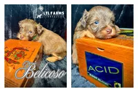 Belicoso, a male Miniature Schnauzer for sale in Catoosa, OK – Photo 2 of 4